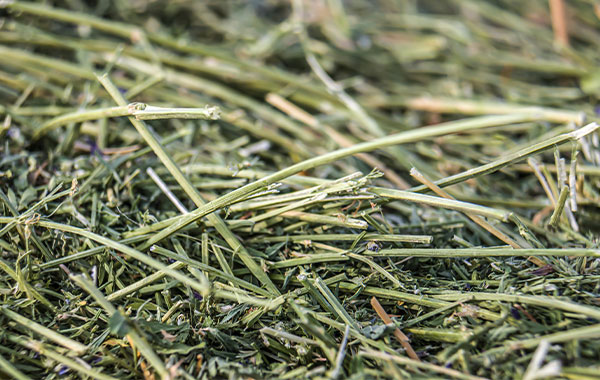 Alfalfa