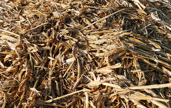 Corn Stalks