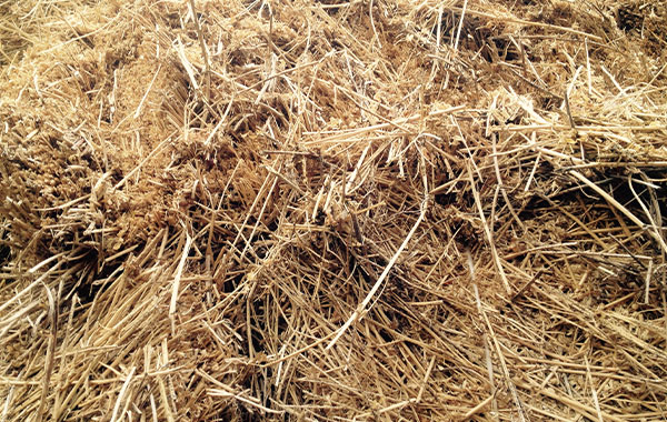 Small Grains