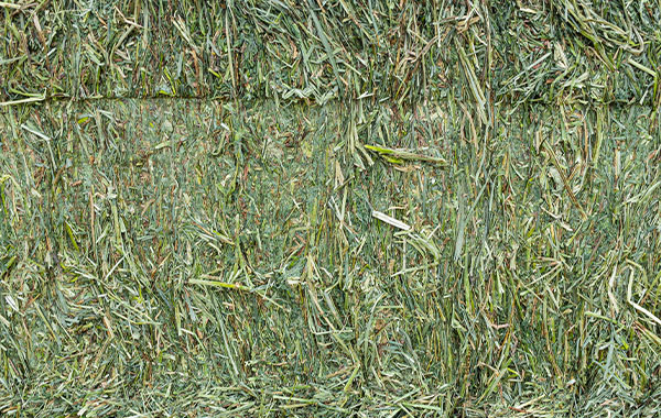 Grass