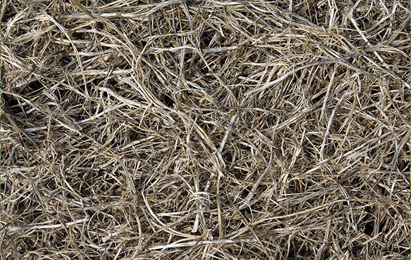 Bean Stubble